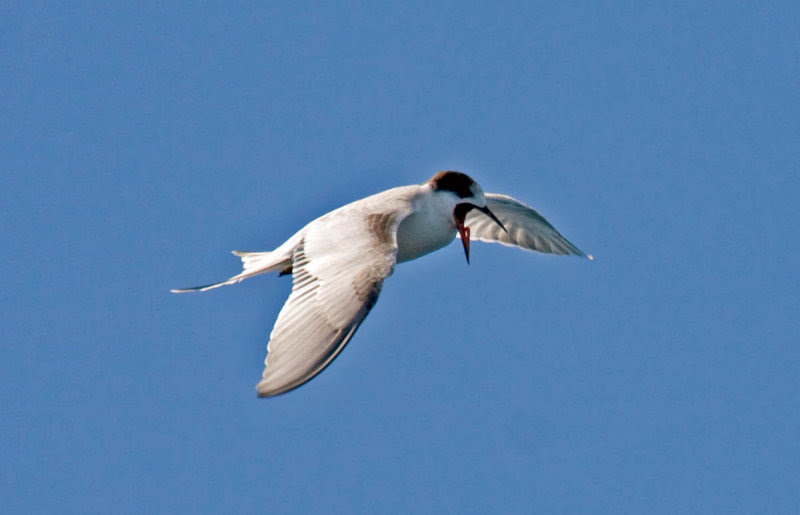 Common Tern Common Tern