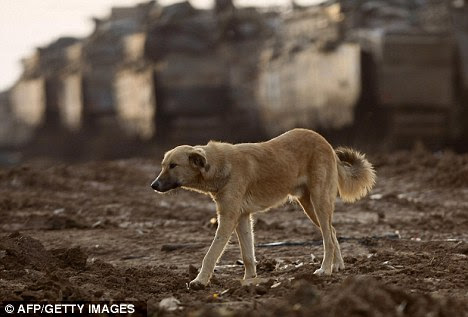 Reincarnation? A rabbinical court in Jerusalem allegedly sentenced a dog like this one, pictured in the Gaza strip, to death by stoning