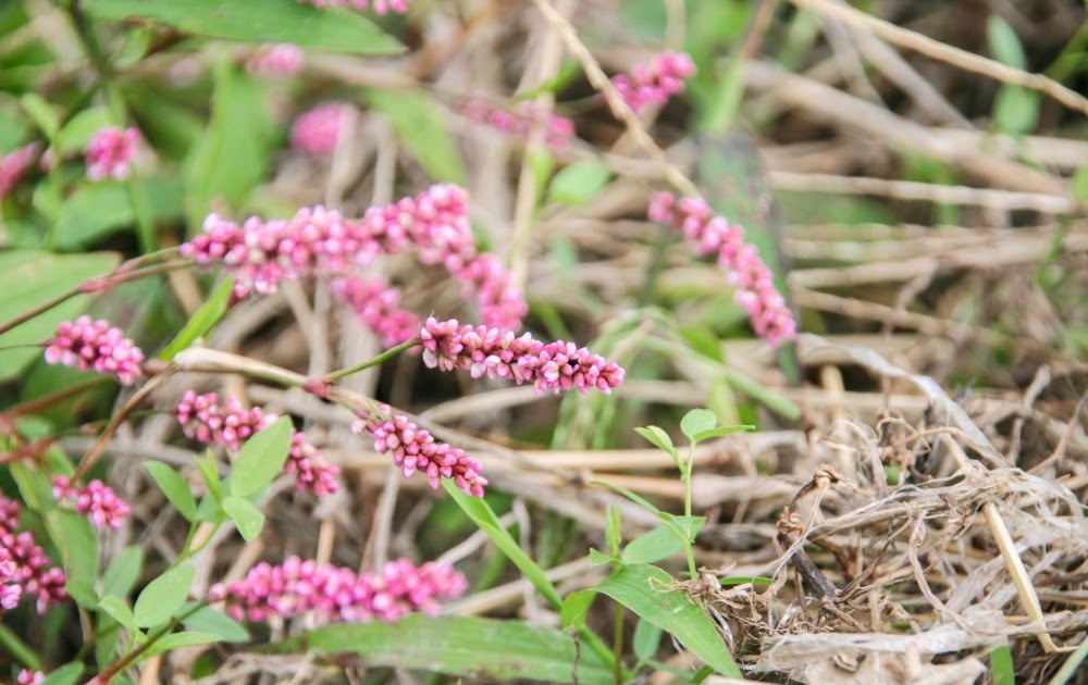 50 花 ピンク 小さい すべての美しい花の画像