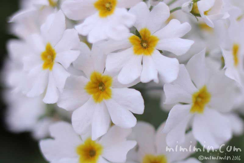 ラブリー運命 花 言葉 最高の花の画像