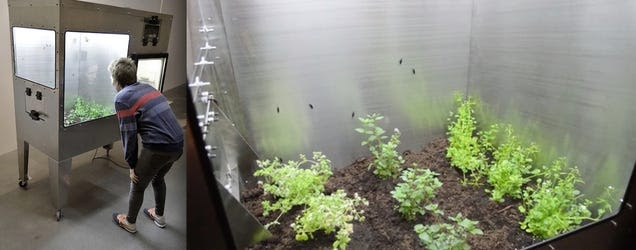 This Insect Farm Grows Fly Larvae For Your Dinner