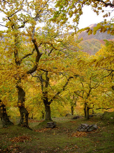 Castagneto 2007