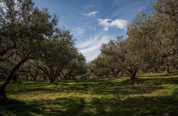 Η Πλουτή της βιολογικής καλλιέργειας: Πάνω από ένα ευρώ διαφορά με το κοινό ελαιόλαδο