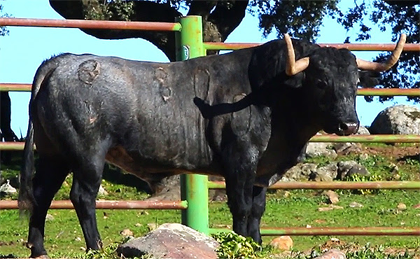 toro de Adolfo Martín