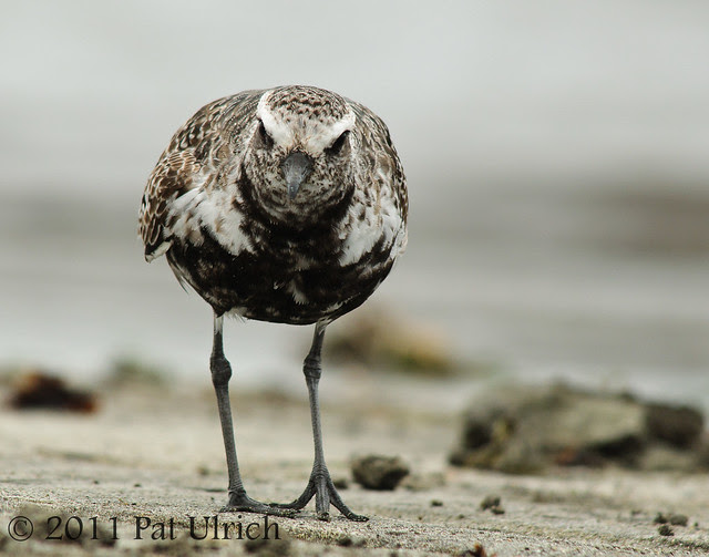 Black-bellied plover in transition plumage by Pat Ulrich Wildlife Photography