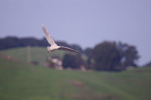Tamron SP 500mm f/8.0 adaptall-2 55BB test shots