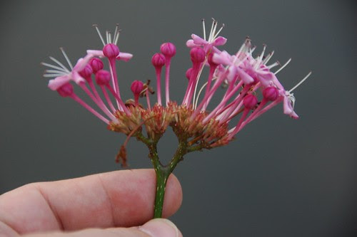 Clerodendrum bungei