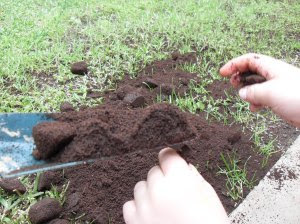 getting ready to work in the coffee grounds into the lawn