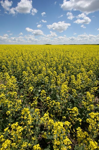 canola-vertical
