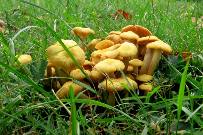 fungi1
