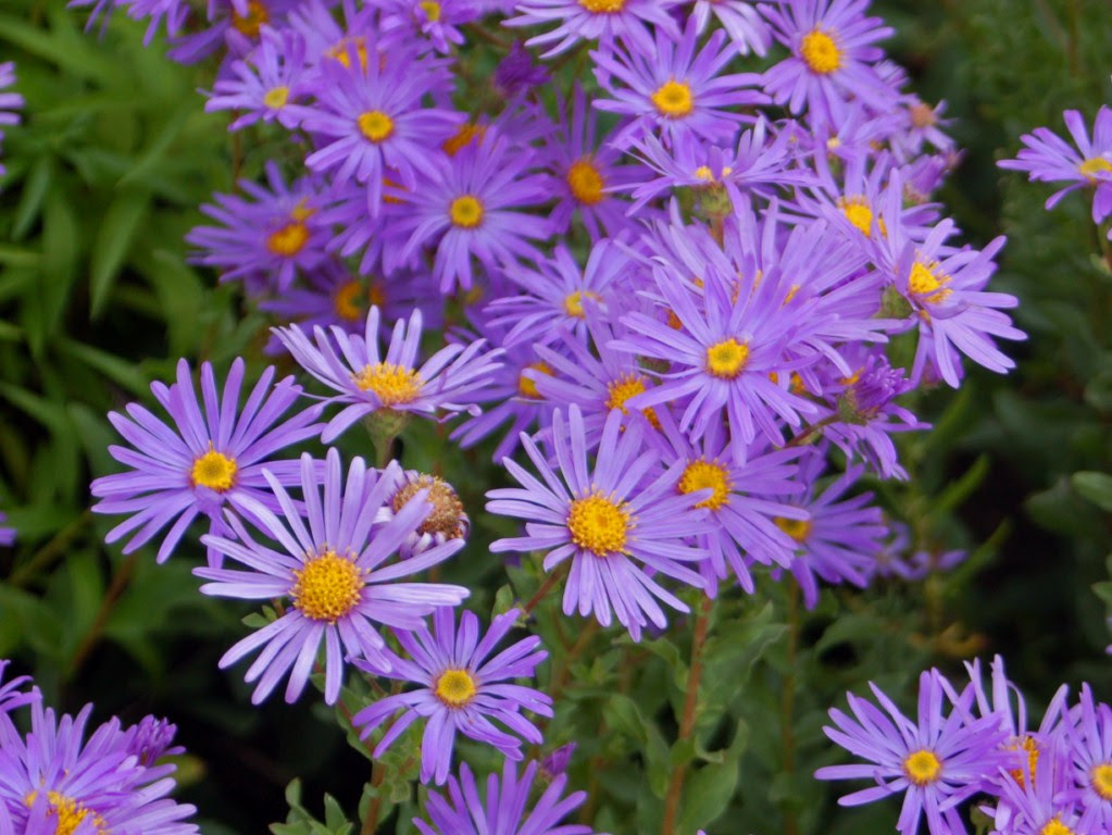 Plants for Dyeing Wild Aster Dances with Wools Plants for Dyeing Wild Aster Dances with Wools