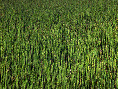 Reeds on Lake Elizabeth