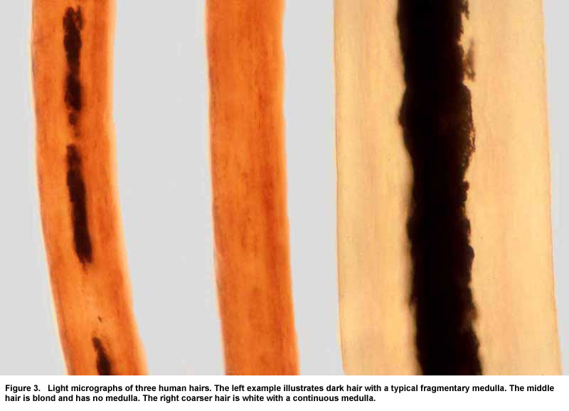 Hair Fiber Evidence Worksheet Answers - Promotiontablecovers