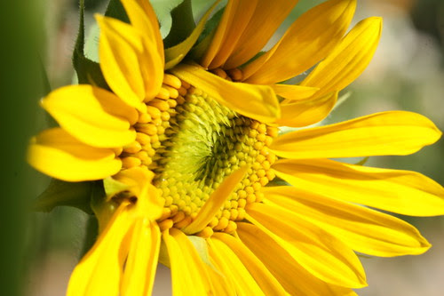 Sunflower