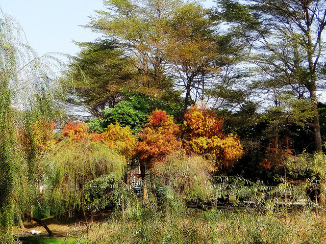 巴克禮紀念公園/無限台南
