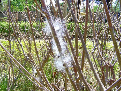 無限台南/木棉棉絮