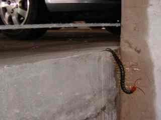 giant centipede