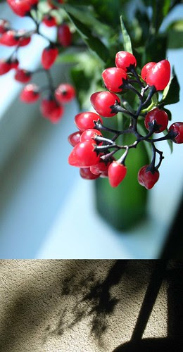 Berries in the sun