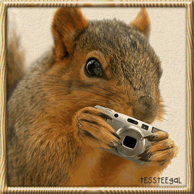 Squirrel Shooting photo SquirrelShootingAnyone-TessTeeGal.gif