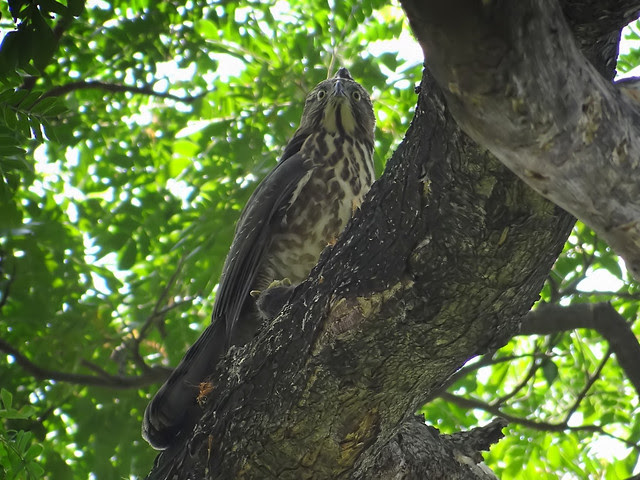 鳳頭蒼鷹/無限台南
