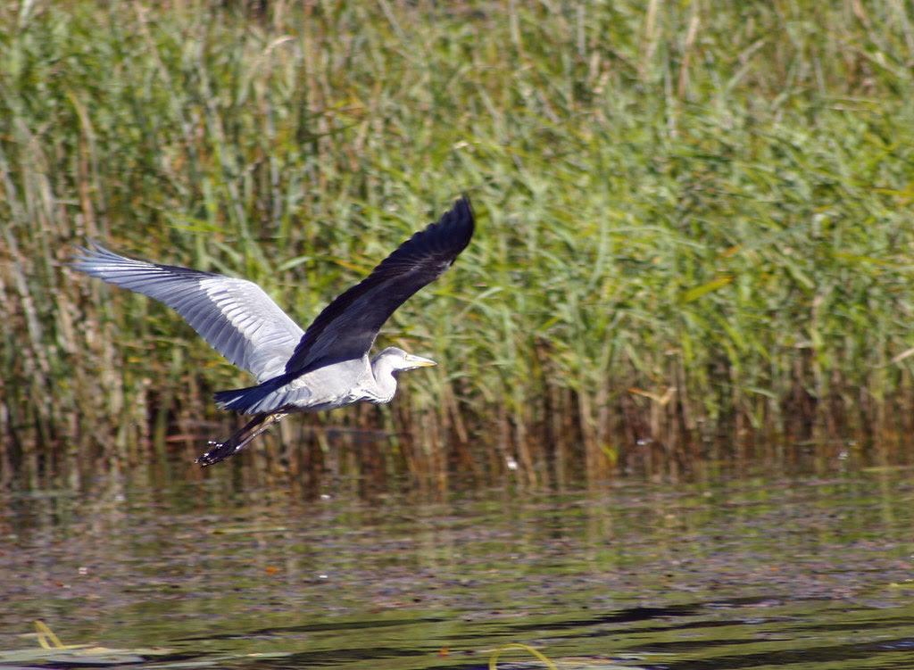 Grey Heron taking off