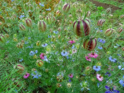 最高の秋の種まき 花 最高の花の画像