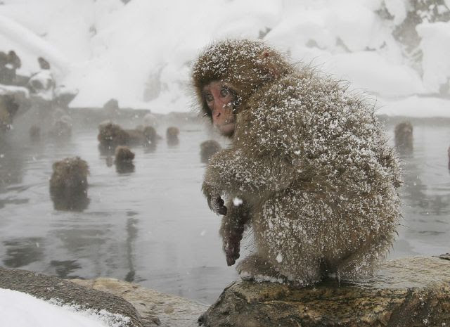 Bathing Monkeys