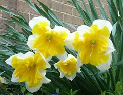 Daffodil 10