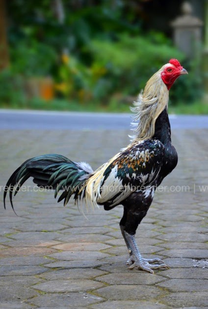 21 Gambar Ayam Birma Asli