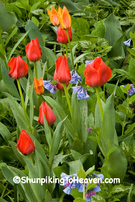 Spring Tulips, Dane County, Wisconsin