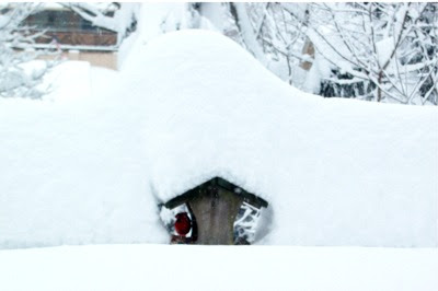 Cardinal at Feeder Cardinal at feeder
