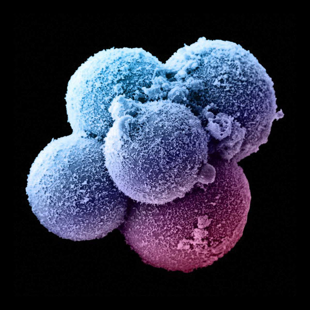 A human zygote in the 8 cell stage.