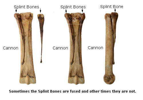 Equine Leg Anatomy - Anatomy Drawing Diagram