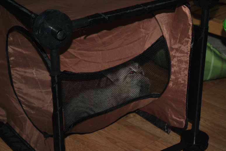 small kitten hiding in tunnel