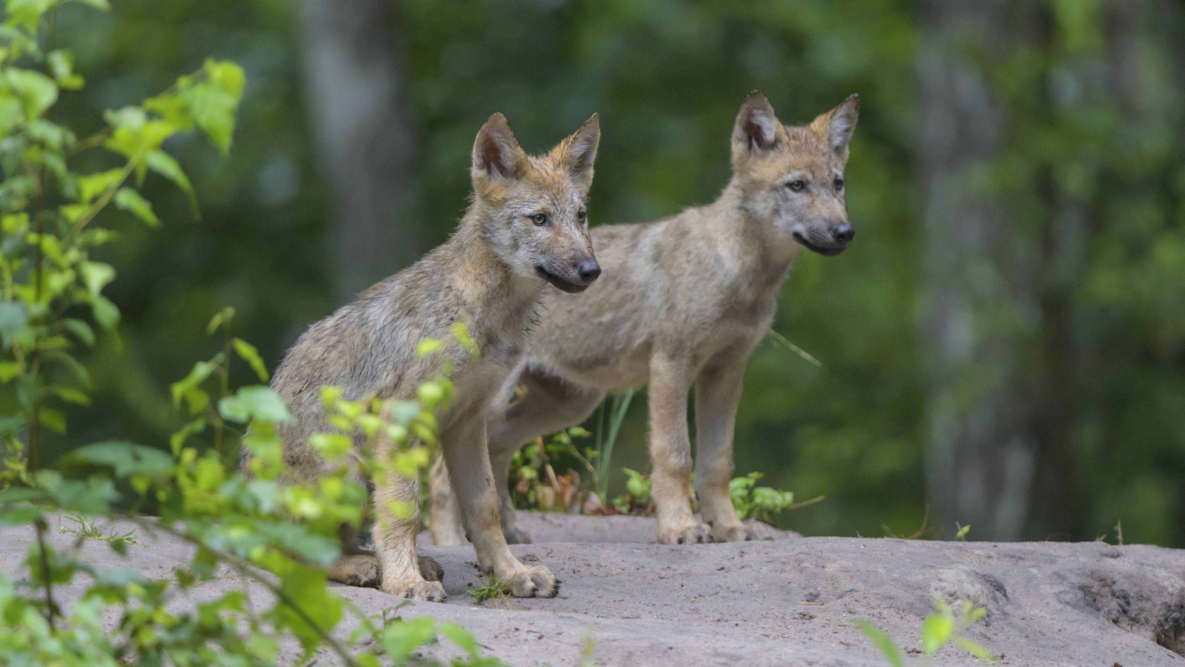 Opnieuw wolvenwelpen gespot, vierde roedel in Nederland