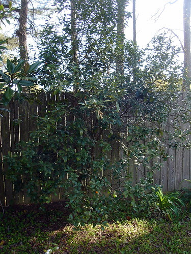 Kumquait Tree