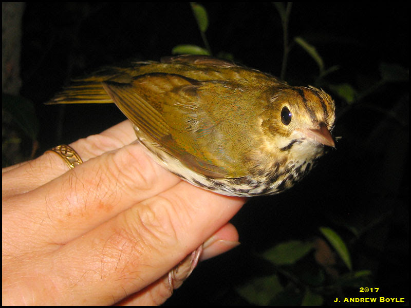 Ovenbird Ovenbird