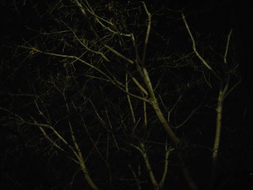 Trees at Night _ 9262