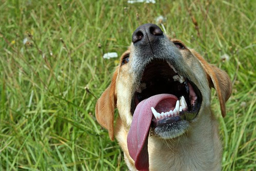 Sadie and her tongue