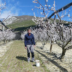 Abricots des Baronnies : 40 % de la récolte touchée par le gel