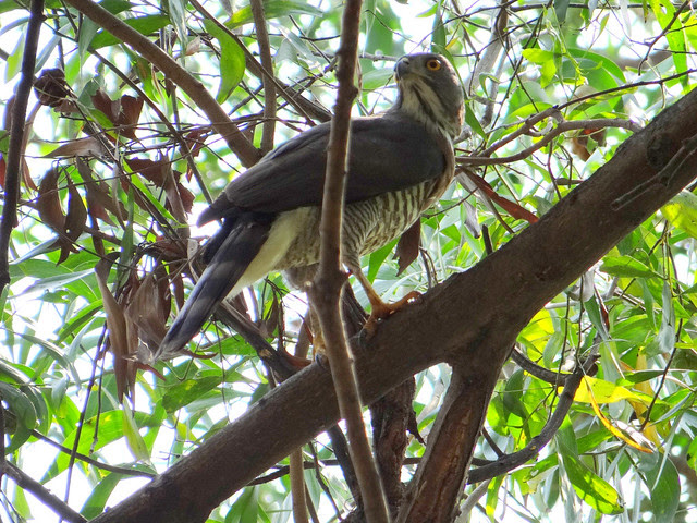 鳳頭蒼鷹/無限台南