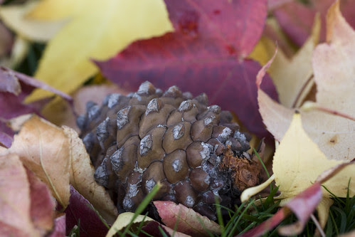 Fall leaves and pine cone