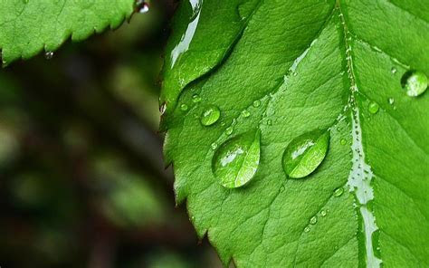 Leaf Wallpaper HD WallpaperSafari Leaf Wallpaper HD WallpaperSafari