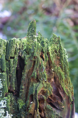green stump