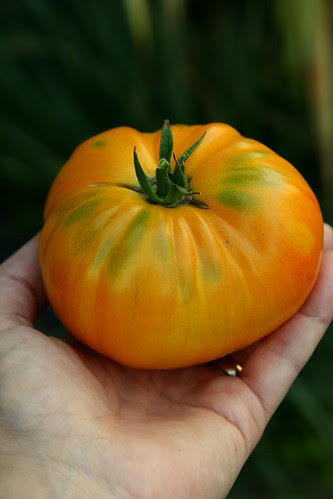 BWPS tomato