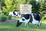 3D Cows Large Yard Art Woodworking Pattern - fee plans from WoodworkersWorkshop® Online Store - cows,on the farm,dairy,3D,yard art,painting wood crafts,scrollsawing patterns,drawings,plywood,plywoodworking plans,woodworkers projects,workshop blueprints