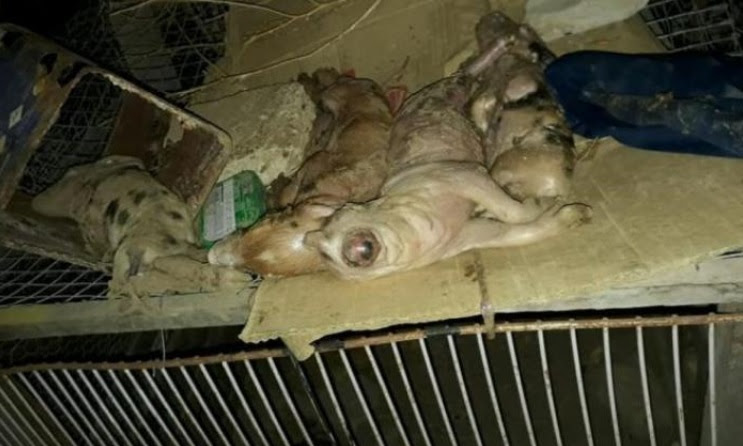 Porco nasce sem boca e com apenas um olho no Piauí