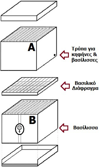 kypseli-alfa-vita-paradeigma