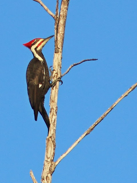 Pileated Woodpecker male 20131208