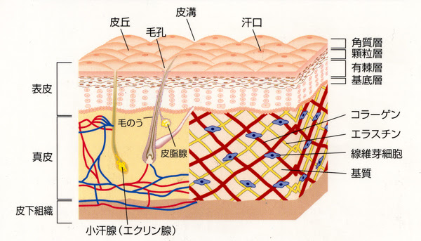 肌の構造 イラスト 肌の構造 イラスト Karepebot